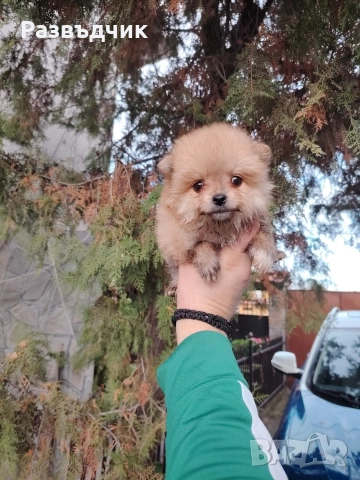 Мини-шпиц померан бебета, снимка 4 - Немски шпиц - 52583622