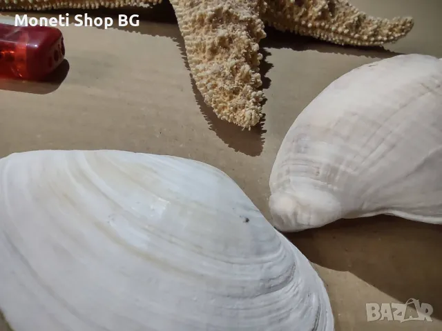 Океански дарове, снимка 4 - Други ценни предмети - 48922368