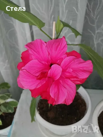 Китайска роза, Индрише, Пасифлора, Индрише 
