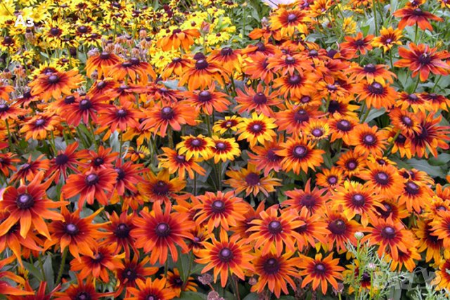 Продавам цветя Гайлардия – разсад за пролетно засаждане в градината, различни цветове, снимка 8 - Разсади - 30273860
