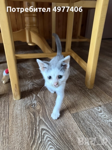 Подарявам котенце., снимка 8 - Други - 56474690