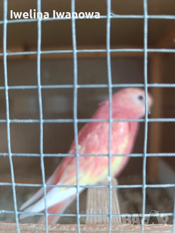 Продавам неофеми , снимка 5 - Папагали - 54322117