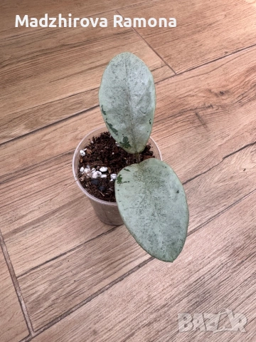 Hoya carnosa nova ghost , снимка 2 - Стайни растения - 54001762