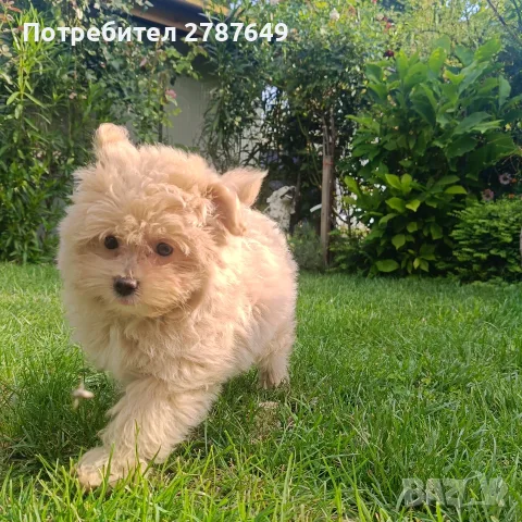 Малтипу(Maltipu)момиче, снимка 4 - Пудели - 56038348