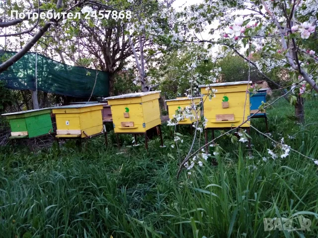 Полифлорен мед букет от семейния пчелин