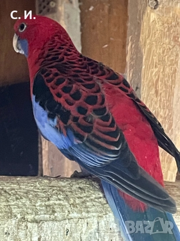 Пенантови розели , снимка 3 - Папагали - 52210338