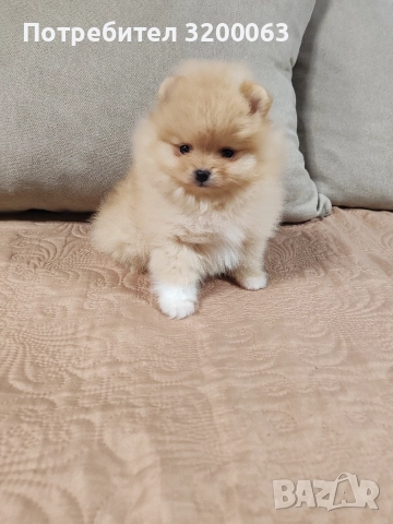 Померан мини мъжки и женско , снимка 5 - Померан - 52878318