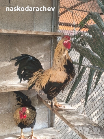 Продавам петли за клане за Петльовден или за разплод, снимка 13 - Кокошки и пуйки - 53021356