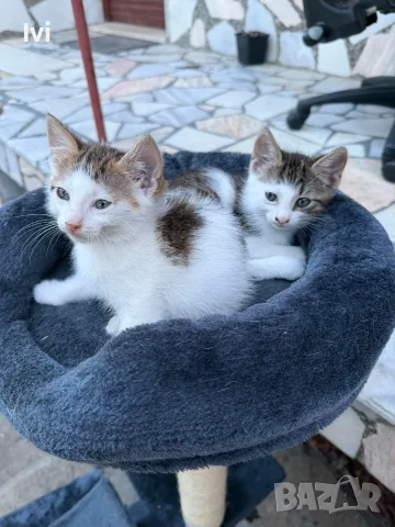 Подарявам малки котенца