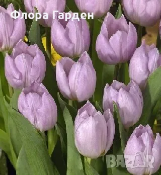 Луковици ЛАЛЕТА - ПАКЕТИ, снимка 6 - Сортови семена и луковици - 55999463