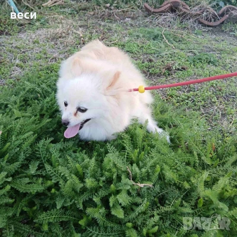 Женска Шпицка , снимка 5 - Померан - 52166556