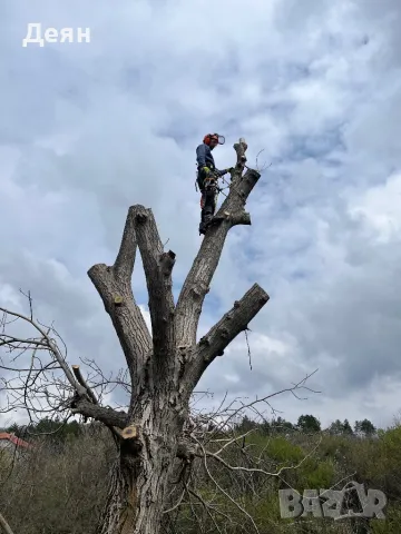 Рязане на опасни дървета в половин България  / Арборист / Arborist, снимка 7 - Други услуги - 48507596