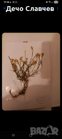 Хербарии за ЛТУ или друг университет , снимка 11 - Ученически пособия, канцеларски материали - 54224038