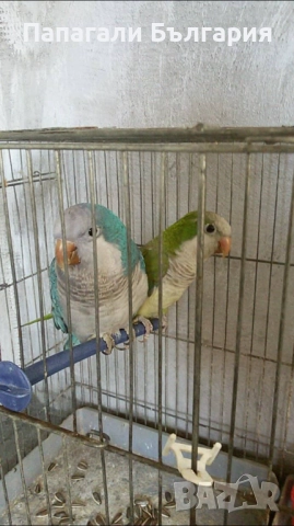 Чифт Монаси, снимка 1