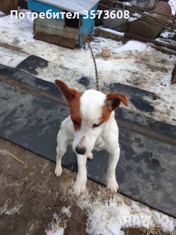 Продавам куче Джак Ръсел , снимка 2 - Джак ръсел териер - 53192059