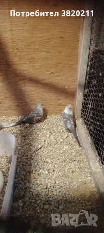 Продавам шарени диамантени гургулици., снимка 5 - Гълъби - 54198080