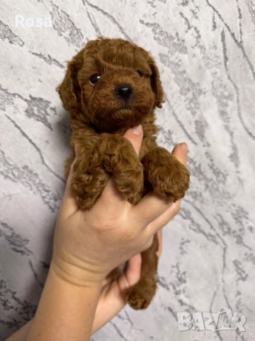 Продавам пудел той , снимка 4 - Пудели - 52538740