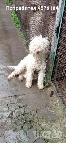 лагото Романьоло 