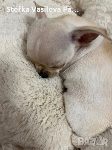 Женско мини мини чихи, снимка 2 - Чихуахуа - 53948487