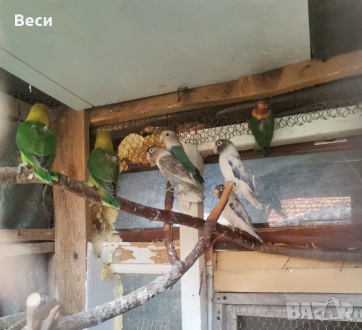 Продавам неразделки(маскови и фишер)