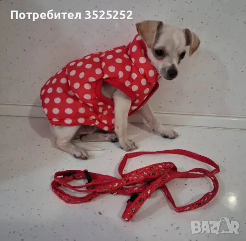 ЧИХОПИНЧЕР  МОМИЧЕ НА 3- М.  С 2- ВАКСИНИ  И ПАСПОРТ !, снимка 7 - Пинчер - 56160461