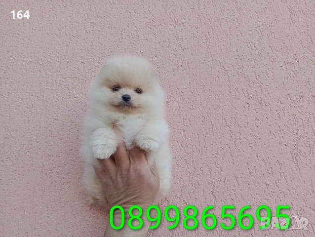 Момче и момиче. Померани. Реални снимки !!! , снимка 8 - Померан - 54149346