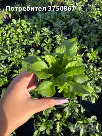 ❤️☀️❤️ Парички/Bellis/Tasso, снимка 7 - Градински цветя и растения - 52084828