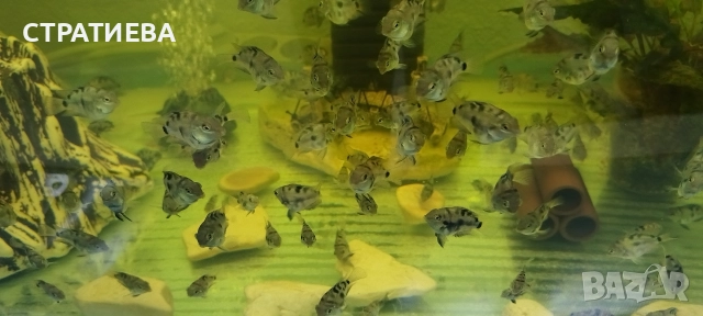 Цихлиди Син Папагал, снимка 5 - Рибки - 52932550