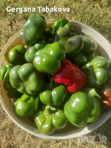 камби собствено производство , снимка 2 - Домашни продукти - 56413509
