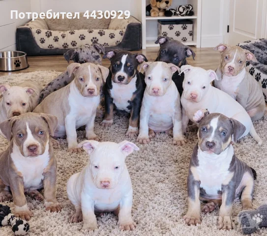 American Bully XL