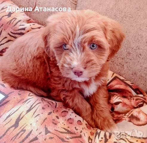 Пудел МАЛТИПУ, снимка 2 - Пудели - 53138530