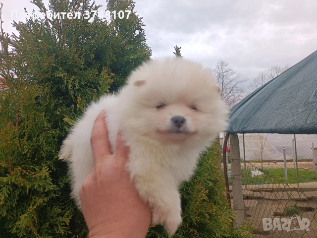 Померан / Померани , снимка 9 - Померан - 54029381