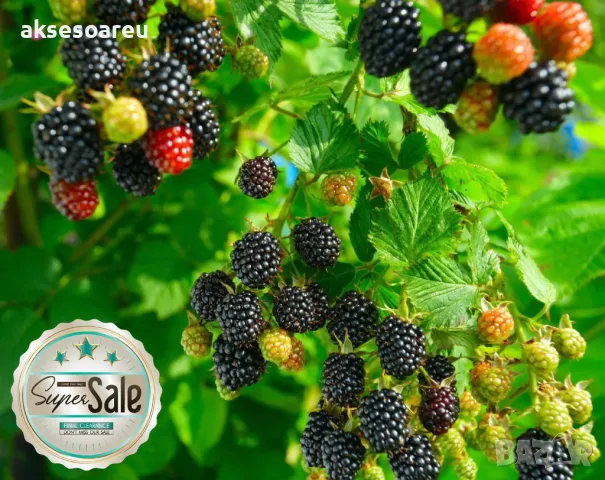 100 бр Висококачествени нови органични плодови семена от хранителна Къпина къпини антиоксидант , снимка 16 - Сортови семена и луковици - 49258332