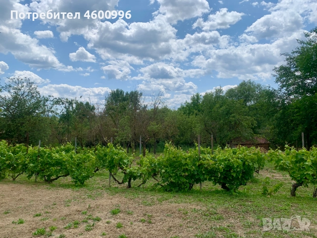 Продавам къща в село Дъбравино, Варненско, с просторен двор – 3 декара, снимка 14 - Къщи - 51788048