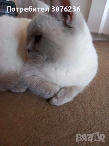 Британска късокосместа , снимка 2 - Британска късокосместа - 53313048