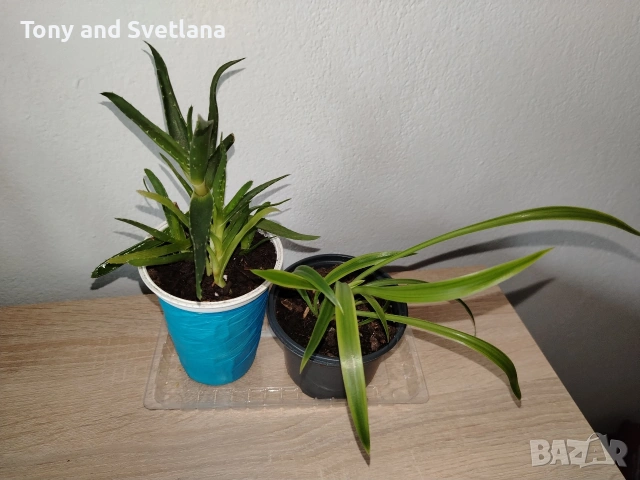 Хоя (Восъчниче), Хлорофитум, Алое (Aloe x delaetii), Традесканция Зебрина в комплект , снимка 2 - Стайни растения - 53314358