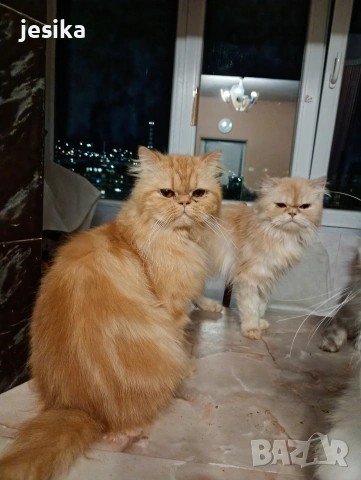 Мъжки персийци на година и половина с хигиенни навици не кастрирани,чиста порода ., снимка 8 - Персийска - 53203681