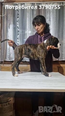 Боксер , снимка 12 - Боксер - 53012002