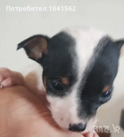 Продават се пинчери , снимка 5 - Пинчер - 56336948