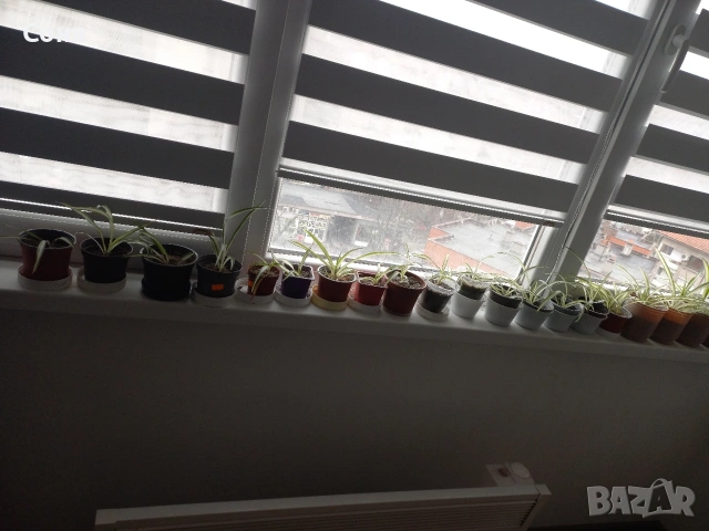 Хлорофитум, снимка 7 - Стайни растения - 53825521