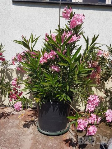 Зокум/Олеандър високи 2,50м, снимка 8 - Градински цветя и растения - 33312654