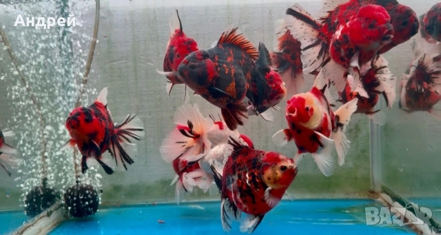 Оранди ( Златни рибки), снимка 5 - Рибки - 51499080