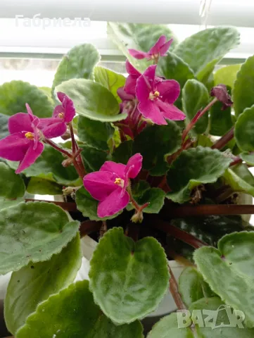 Сентполия- кичеста теменужка, снимка 11 - Градински цветя и растения - 45783649