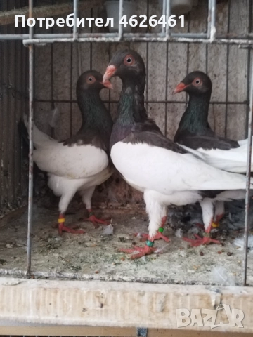 Датски летачи