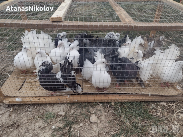 Фенерлии Гълъби, снимка 6 - Гълъби - 51709153