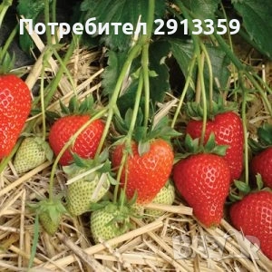 Селска къща село Баячево, снимка 13 - Къщи - 54242247