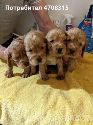 Кокер шпаньол карамел момченце ваксина, снимка 6 - Кокер шпаньол - 54236299