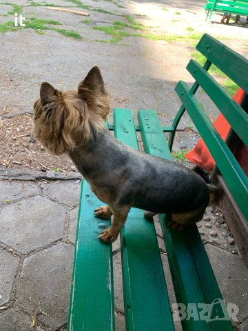 Йорки Джаки търси приятелка :) заплащане!, снимка 5 - Йоркширски териер - 40249670