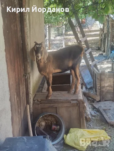 Продавам англонубийски ярета