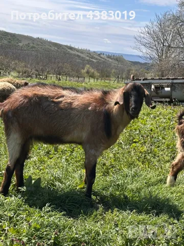Англонобийски мъжки пръч, снимка 1